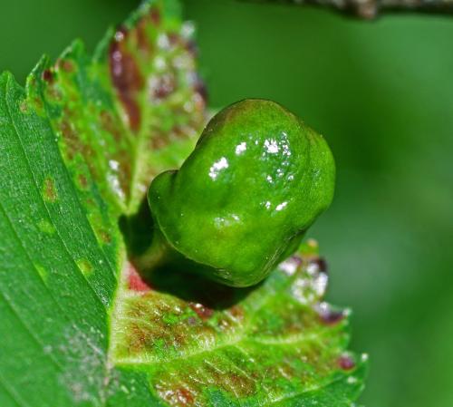 Tetraneura ulmi